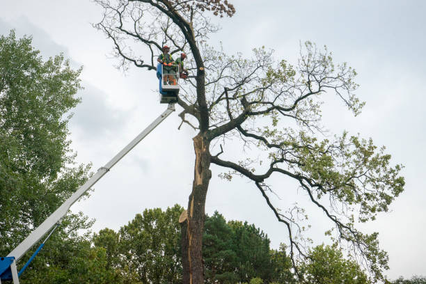 How Our Tree Care Process Works  in  Glenwood City, WI